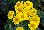 HELENIUM BUTTERPAT