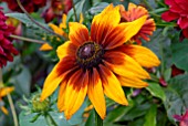 RUDBECKIA HIRTA RUSTIC DWARFS