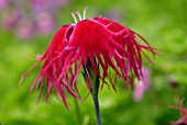 DIANTHUS FLOWER