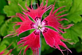 DIANTHUS FLOWER