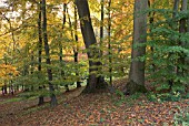 FAGUS SYLVATICA AT BATSFORD ARBORETUM