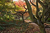 GNARLED BRANCHES OF ACER PALMATUM AT BATSFORD ARBORETUM