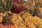 AUTUMN COLOUR OF ACER PALMATUM AT BATSFORD ARBORETUM