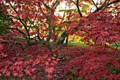 ACER PALMATUM AT BATSFORD ARBORETUM