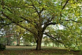 JUGLANS AILANTHIFOLIA, JAPANESE WALNUT AT BATSFORD ARBORETUM