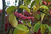 MAGNOLIA DAWSONIANA SEED POD