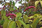 MAGNOLIA DAWSONIANA SEED POD