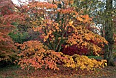 AUTUMN ACERS AT BATSFORD ARBORETUM