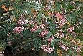 SORBUS HUPEHENSIS ROSEA