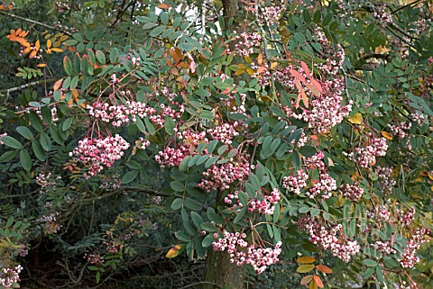 SORBUS_HUPEHENSIS_ROSEA