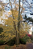 CERCIDIPHYLLUM JAPONICUM