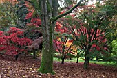 AUTUMN WOODLAND AT BATSFORD ARBORETUM