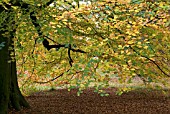 LEAVES OF FAGUS SYLVATICA AT BATSFORD ARBORETUM