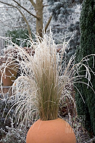 FROSTED_STIPA_TENUISSIMA_IN_TERRACOTTA_POT