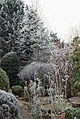 FROSTED VERBENA BONARIENSIS AND WOODLAND GARDEN WITH CONIFERS
