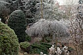 FROSTED BRANCHES OF  BETULA PENDULA YOUNGII IN WOODLAND GARDEN