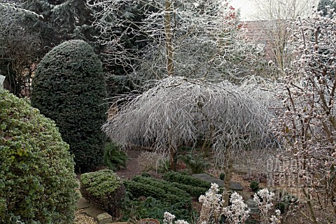 FROSTED_BRANCHES_OF__BETULA_PENDULA_YOUNGII_IN_WOODLAND_GARDEN