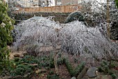 FROSTED BRANCHES OF BETULA PENDULA YOUNGII