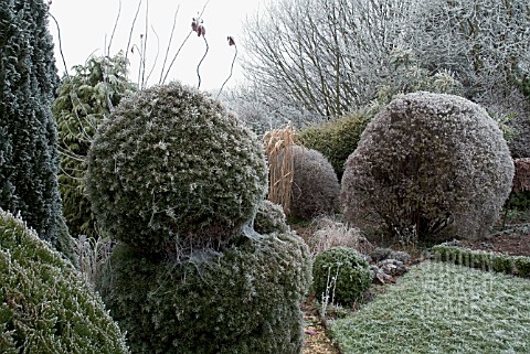 FROSTY_GARDEN_WITH_CONIFERS_AND_SHRUBS
