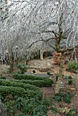 FROSTED BRANCHES OF BETULA PENDULA YOUNGII AND BUXUS HEDGE