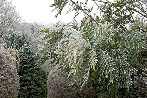 FROSTED_MAHONIA_JAPONICA_IN_SHRUBBERY_GARDEN