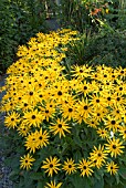 RUDBECKIA FULGIDA VAR. DEAMII