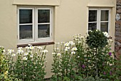 LEUCANTHEMUM X SUPERBUM AND BAY TREE IN COTTAGE GARDEN BORDER