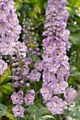 SPIRES OF LILAC DELPHINIUM FLOWERS