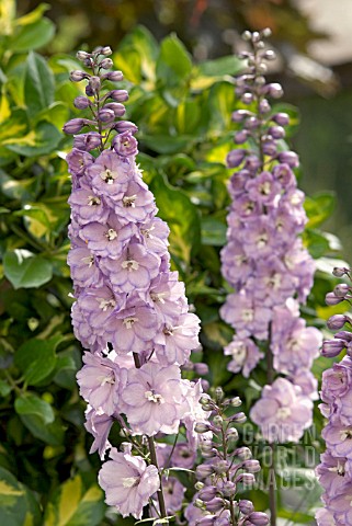SPIRES_OF_LILAC_DELPHINIUM_FLOWERS_IN_FRONT_OF_VARIEGATED_HOLLY_LEAVES