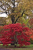 ACER PALMATUM IN AUTUMN AT WESTONBIRT ARBORETUM