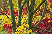 LEAVES AND BRANCHES OF ACER X CONSPICUUM, WITH ACER PALMATUM IN BACKGROUND, IN AUTUMN AT WESTONBIRT ARBORETUM