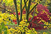 LEAVES AND BRANCHES OF ACER X CONSPICUUM, WITH ACER PALMATUM IN BACKGROUND, IN AUTUMN AT WESTONBIRT ARBORETUM