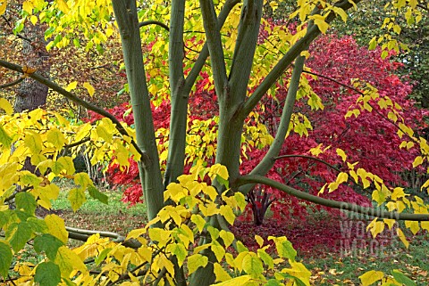 LEAVES_AND_BRANCHES_OF_ACER_X_CONSPICUUM_WITH_ACER_PALMATUM_IN_BACKGROUND_IN_AUTUMN_AT_WESTONBIRT_AR