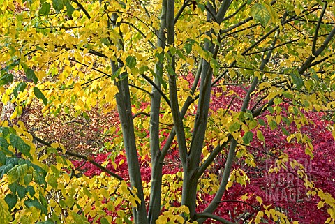 LEAVES_AND_BRANCHES_OF_ACER_X_CONSPICUUM_WITH_ACER_PALMATUM_IN_BACKGROUND_IN_AUTUMN_AT_WESTONBIRT_AR