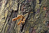 AUTUMN LEAF AND BARK OF AESCULUS HIPPOCASTANUM