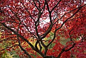 AUTUMNAL ACER PALMATUM AT WESTONBIRT ARBORETUM