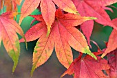 AUTUMN LEAVES OF ACER PALMATUM  SSP. MATSUMARAE