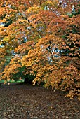 ACER FOLIAGE AT WESTONBIRT ARBORETUM