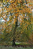 AUTUMNAL FAGUS SYLVATICA AT WESTONBIRT ARBORETUM