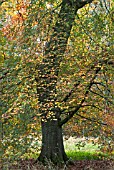 AUTUMNAL FAGUS SYLVATICA AT WESTONBIRT ARBORETUM