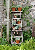 POTS OF ECHEVERIA ELEGANS ARRANGED ON OLD STEPLADDER