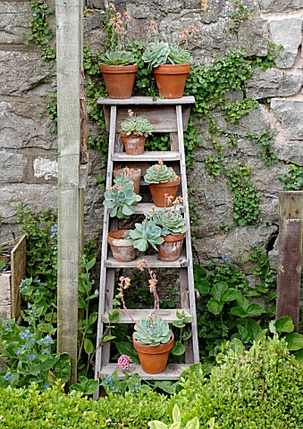 POTS_OF_ECHEVERIA_ELEGANS_ARRANGED_ON_OLD_STEPLADDER