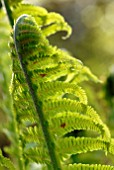 MATTEUCCIA STRUTHIOPTERIS FROND UNFURLING