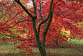 RED LEAVES OF AUTUMNAL ACER PALMATUM AT WESTONBIRT ARBORETUM