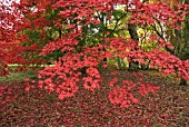 RED LEAVES OF AUTUMNAL ACER PALMATUM AT WESTONBIRT ARBORETUM