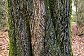 BARK OF ACER PLATANOIDES