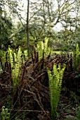 MATTEUCCIA STRUTHIOPTERIS FRONDS UNFURLING