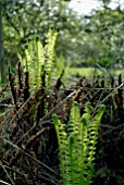 MATTEUCCIA STRUTHIOPTERIS FRONDS UNFURLING