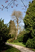 TAXODIUM DISTICHUM AT DYFFRYN GARDEN