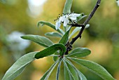 PYRUS SALICIFOLIA PENDULA FLOWER